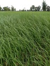 Bright green rice fields full of rice