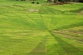 Bright green rice spider web fields