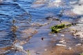 Bright Green River Grass on the St. Croix River Shoreline Royalty Free Stock Photo