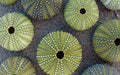 Bright green sea urchin shells close up on wet sand top view. Royalty Free Stock Photo