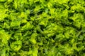 Bright green seaweed background