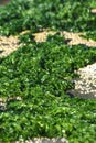 Bright green seaweed and shells on rocks. Royalty Free Stock Photo