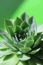 Bright green sempervivum succulent plant Royalty Free Stock Photo