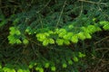 Bright green shoots of a pine tree in summer..