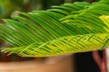 A bright green shot of palm leaves against a slightly blurred background. A symbol of relaxation in warm resort countries, on the