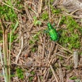 Bright green six-spotted tiger beetle on the forest floor in the Porcupine Mountains Wilderness State Park in the Upper Peninsula Royalty Free Stock Photo