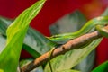 A Bright Green Snake Slithering Down a Branch