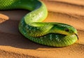 A bright green snake with smooth, glossy scales is coiled on a Royalty Free Stock Photo