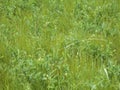 Grass leawes wildlife meadow vegetation Royalty Free Stock Photo