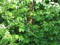 Sheet ash tree branch trunk june