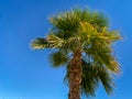 Bright green southern tropical palm tree blowing in the breeze against a bright clear blue sky Royalty Free Stock Photo