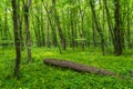 Bright green spring forest landscape, nature wallpape