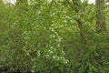flowering hawthorn shrub in the spring forest - Crataegus