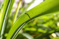 Bright green spring leaves