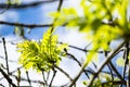 Bright, green, Spring leaves with blur, selective focus.