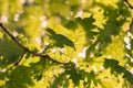 Bright Spring Oak Leaves Lit By Sunset Light. Selective Focus.