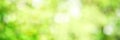 Bright green spring panorama background