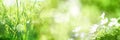 Bright green spring panorama background Royalty Free Stock Photo
