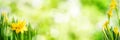 Bright green spring panorama background