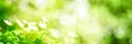 Bright green spring panorama background