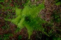 Bright green sprouting ferns on forest floor. Royalty Free Stock Photo