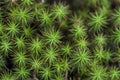 Bright Green Star Moss Polytrichaceae