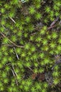 Bright Green Star Moss Polytrichaceae