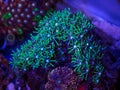 Bright Green Star Polyp Coral