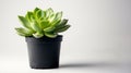 Bright green succulent in a black pot against a white background Royalty Free Stock Photo