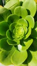 Bright green succulent flower with perfect petals