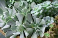 Bright Green Succulent Plant