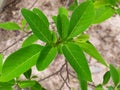 Bright green suga apple leaves in the rainy season, abundant growth of green leaves and branches