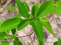 Bright green suga apple leaves in the rainy season, abundant growth of green leaves and branches