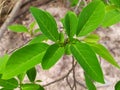 Bright green sugar apple leaves in the rainy season, abundant growth of green leaves and branches