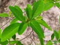 Bright green sugar apple leaves in the rainy season, abundant growth of green leaves and branches