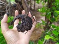 Hand under black dry of sugar apple in dry season