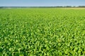 Bright green sugar beet field before crop