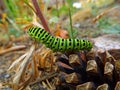 Green caterpillar of swallowtail