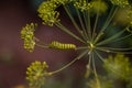 A bright green swallowtail caterpillar with orange dots on a dill flower. Close-up of a caterpillar crawling on the flower of wild Royalty Free Stock Photo