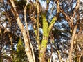 Bright green symbiotic lichen on tree trunk Royalty Free Stock Photo