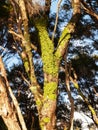 Bright green symbiotic lichen on tree trunk Royalty Free Stock Photo