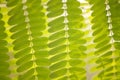 Bright green tamarind leaves patterns