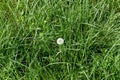 Bright green textured background of green lawn grass with dandelion sunny day