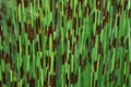 Bright Green Thatching Reed Restio Chondropetalum tectorum