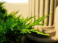 Bright green thuja branch with blurred beige stone column in the background