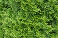 Bright green thuja tree foliage closeup, simple natural minimal background texture, backdrop, nobody, summer. Coniferous tree