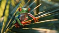 A bright green tree frog with orange legs and red eyes sitting on a lush green leaf. Close-up. Royalty Free Stock Photo