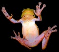 Bright green tree frog with a pink belly clung to the glass