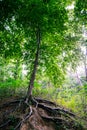 Mother nature green bright tree rooted in forest portrait Royalty Free Stock Photo