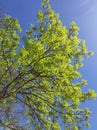 Bright green tree leaves in sunshine against blue sky Royalty Free Stock Photo